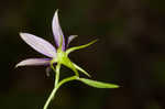 Florida bellflower